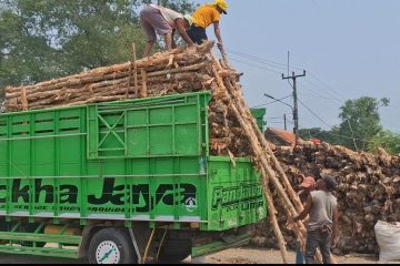 Kayu Dolken Pemalang