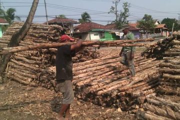 kayu dolken solo - jual kayu dolken solo