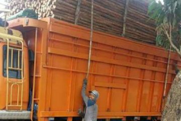 dolken gelam Wonogiri