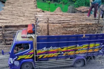 Jual kayu dolken Boyolali