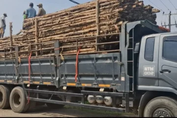 Jual Kayu Dolken Demak | Supplier Kayu Dolken