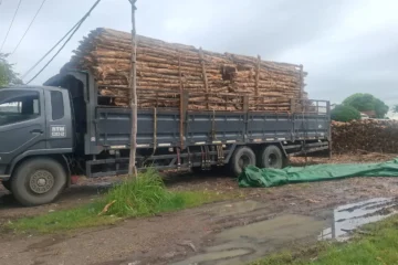 Jual Kayu Dolken Magelang | Stok Ready