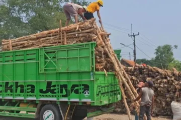 Jual Kayu Dolken Tangerang