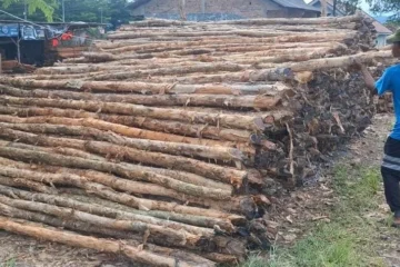 jual Kayu dolken jakarta timur